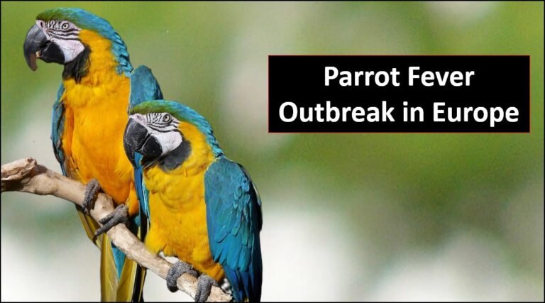 parrot fever